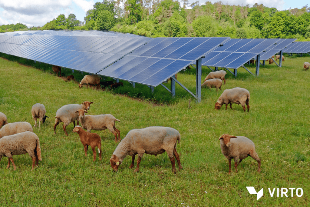 agri-pv-livestock